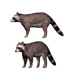 3D fully rigged brown raccoon model