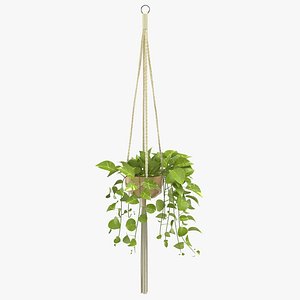 hanging house plant 01 3D