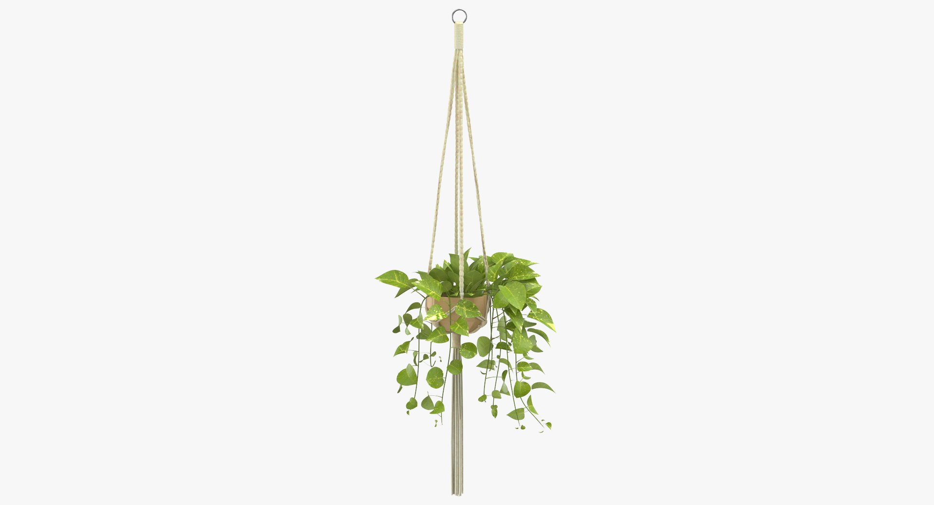 hanging house plant 01 3D https://p.turbosquid.com/ts-thumb/aJ/aEyMK3/mexXNv51/hanging_house_plant_01_thumbnail_0000/jpg/1544188564/1920x1080/fit_q87/2f0c55f508d230ed3bb834d69777ce4df8c7786a/hanging_house_plant_01_thumbnail_0000.jpg