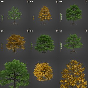 2021 PBR Turkey Oak Collection - Quercus Cerris 3D