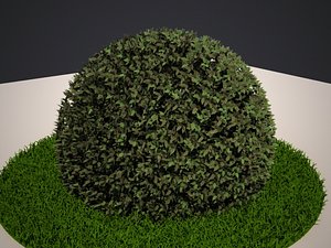 Bush