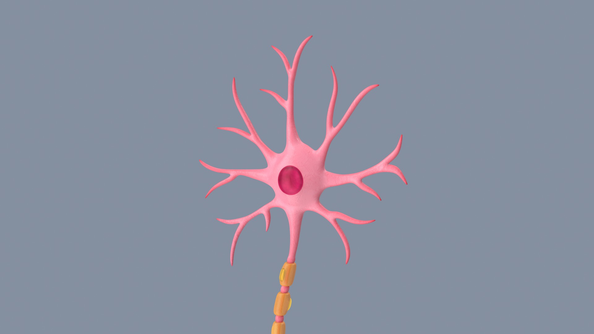 modelo 3d Anatomía de la neurona - TurboSquid 2001382