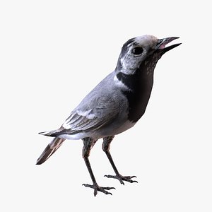 white wagtail 3D model