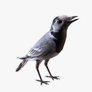 White wagtail