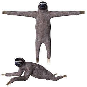 Sloth 3D model