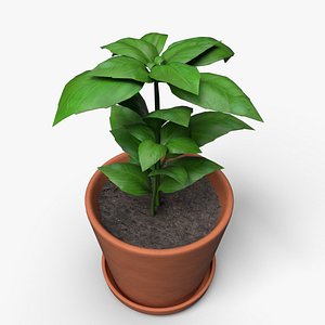 Basil Pot Plant 3D