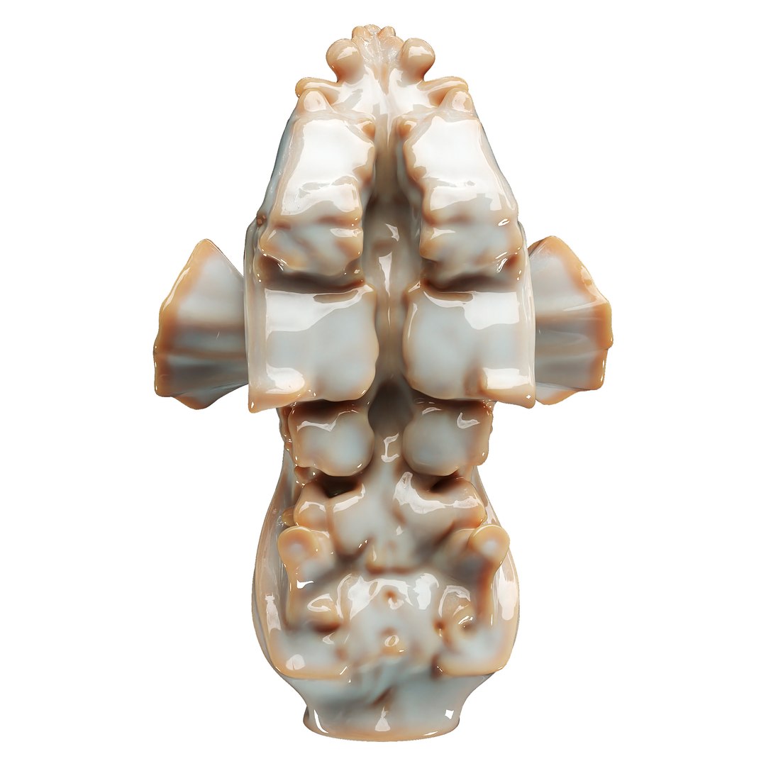 Decorative Conch 3D - TurboSquid 2337131