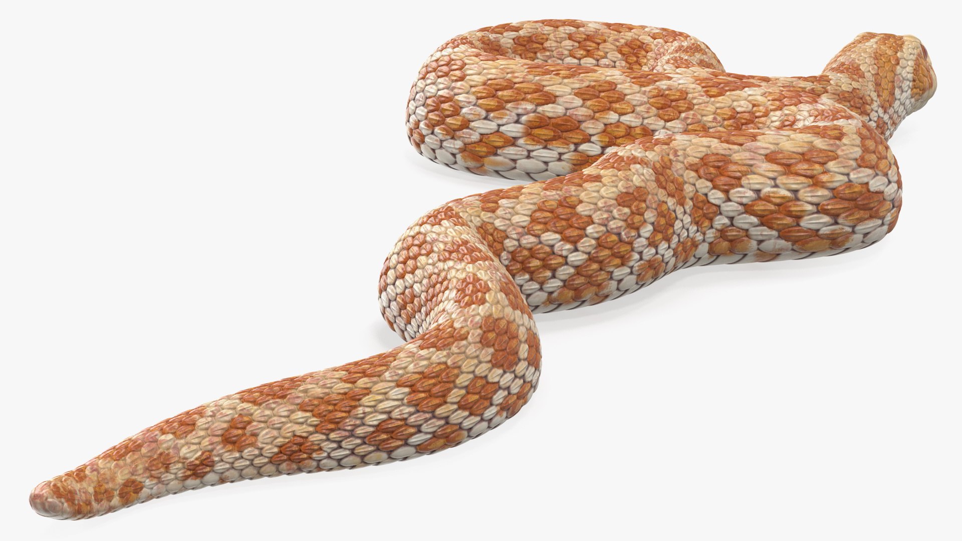 3D Model Coiled Hognose Snake Animal - TurboSquid 1475428