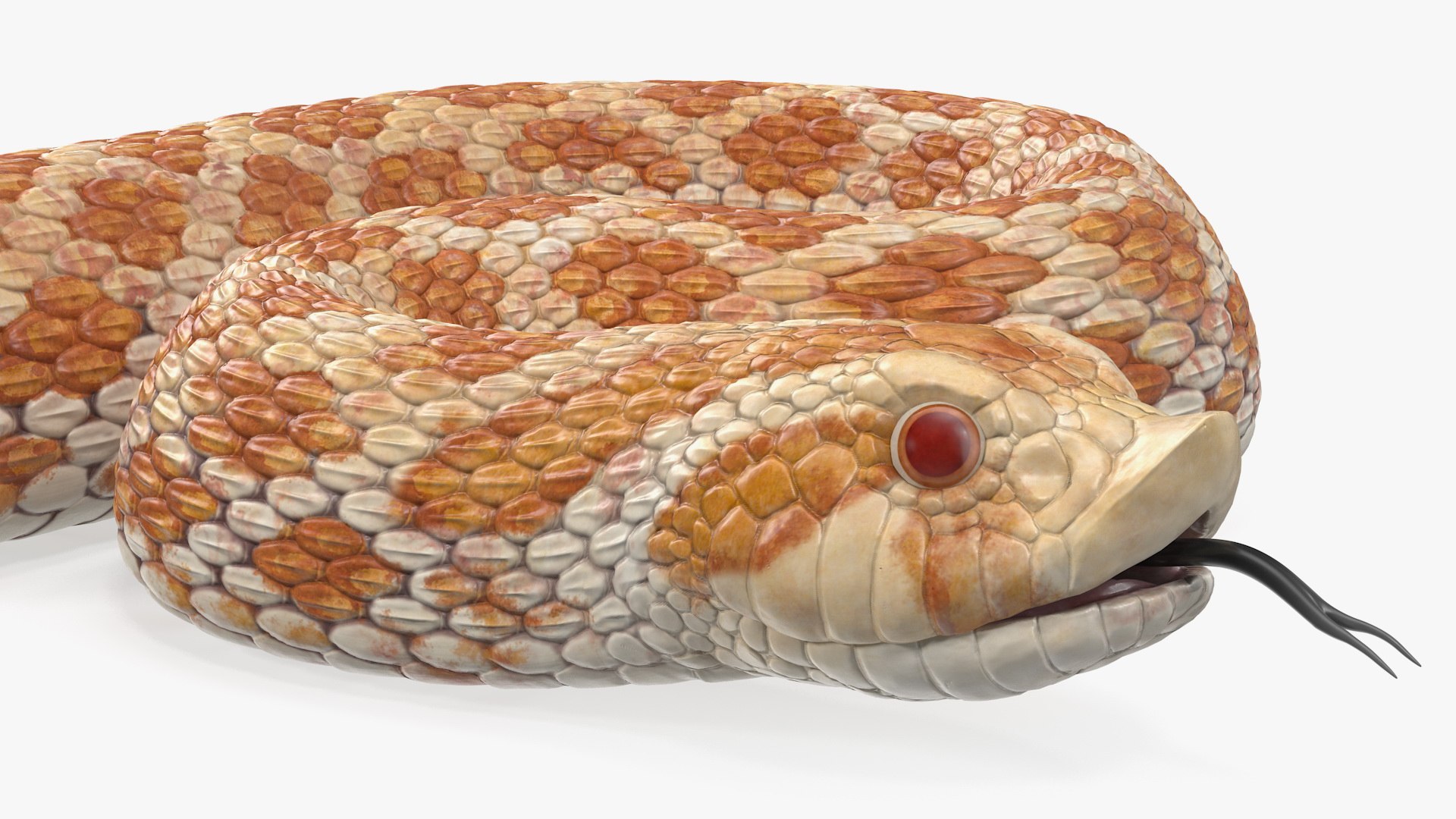 3D Model Coiled Hognose Snake Animal - TurboSquid 1475428