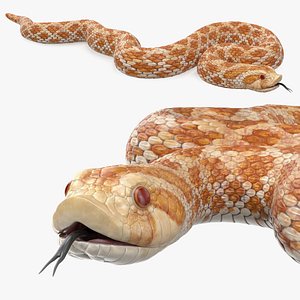 3D model coiled hognose snake animal