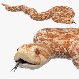 Coiled Hognose Snake
