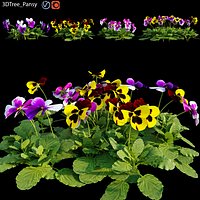 Pansy