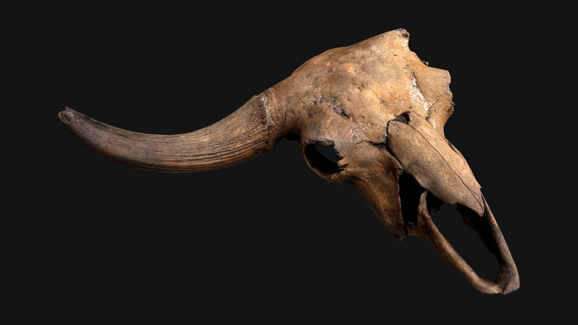 3D Model Bull Cow Skull - TurboSquid 2097703