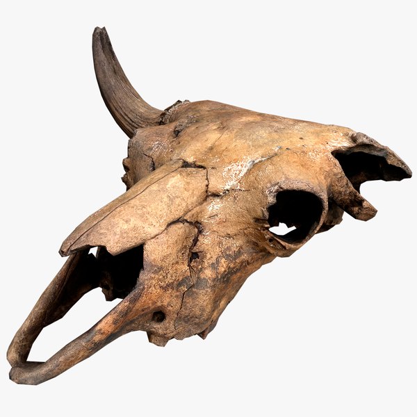 3D model Bull Cow Skull