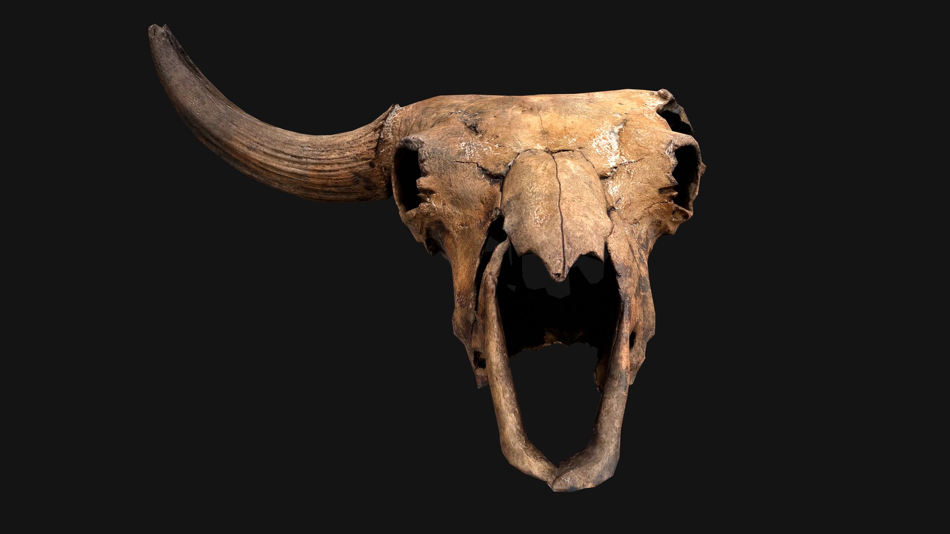 3D Model Bull Cow Skull - TurboSquid 2097703