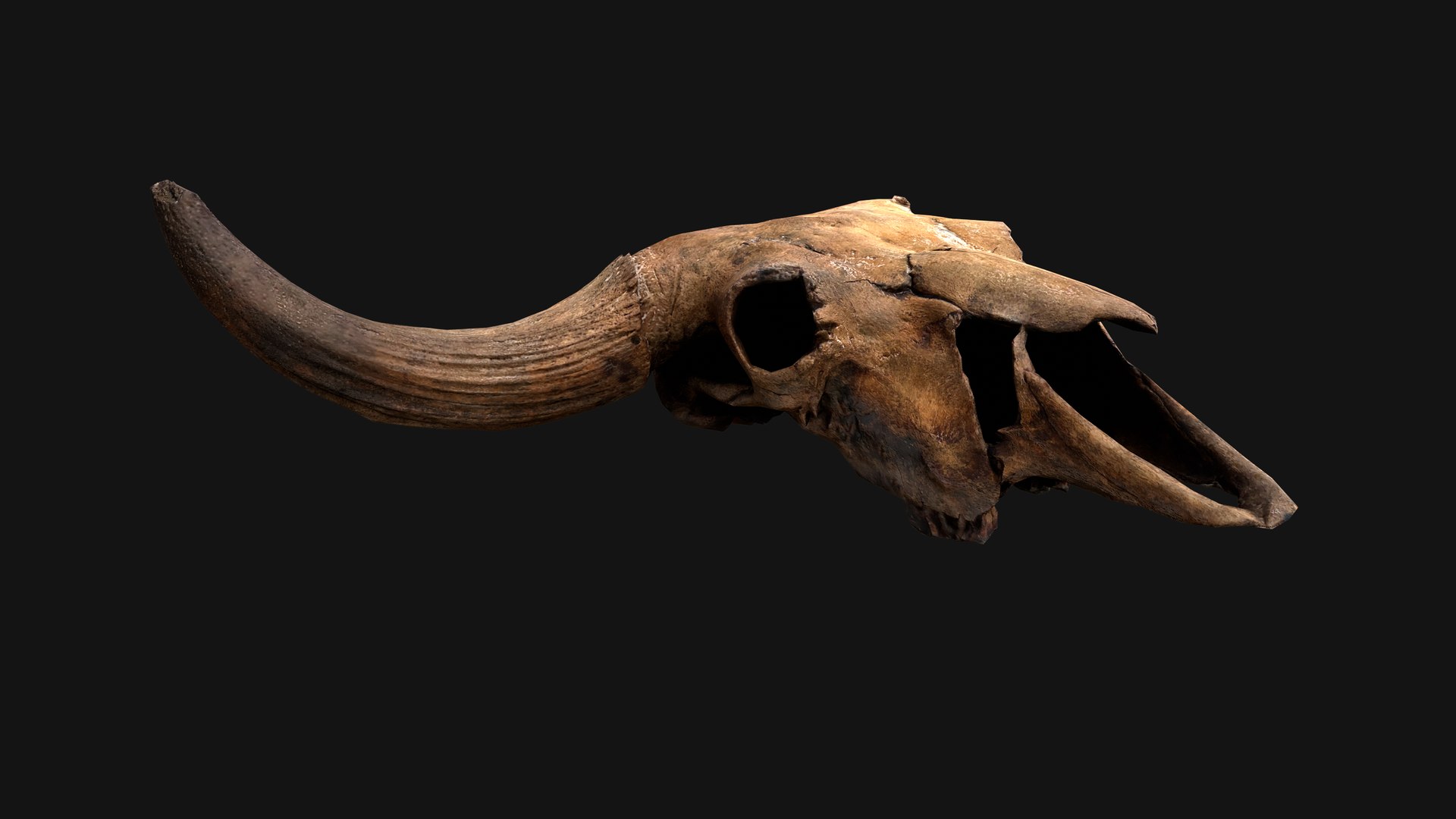 3D Model Bull Cow Skull - TurboSquid 2097703