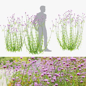 Verbena bonariensis flower