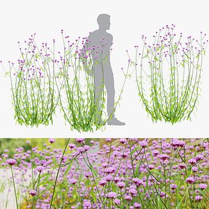 Verbena bonariensis flower