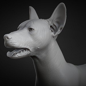 3D mexican hairless dog animal