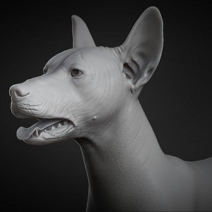 Mexican Hairless Dog