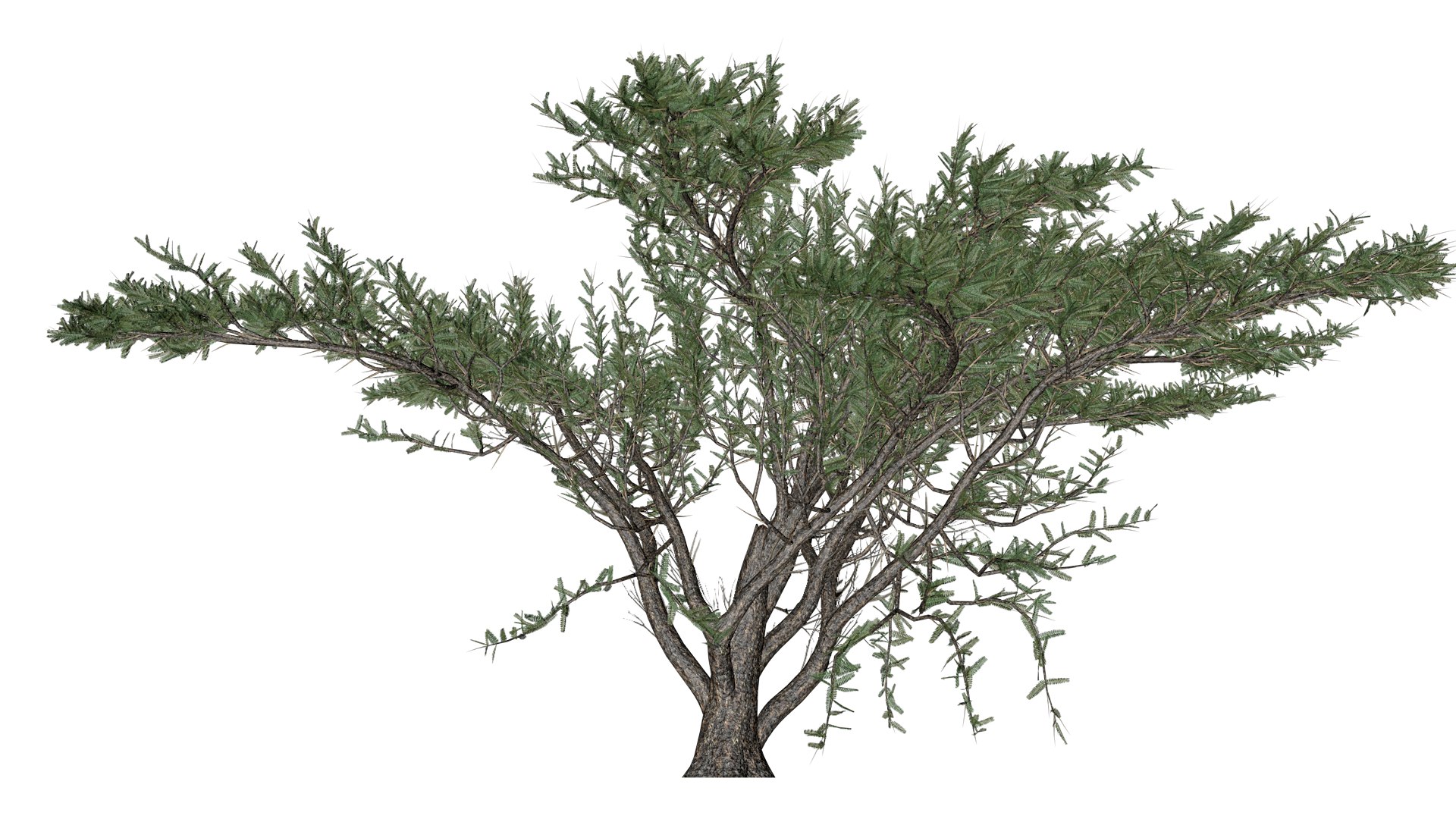 Umbrella Thorn Tree - 05 - model https://p.turbosquid.com/ts-thumb/aK/ZVmdFo/3Q/um_5/png/1742308428/1920x1080/fit_q87/30c09b96945b936a45b6530acd903a6cb546d4cb/um_5.jpg