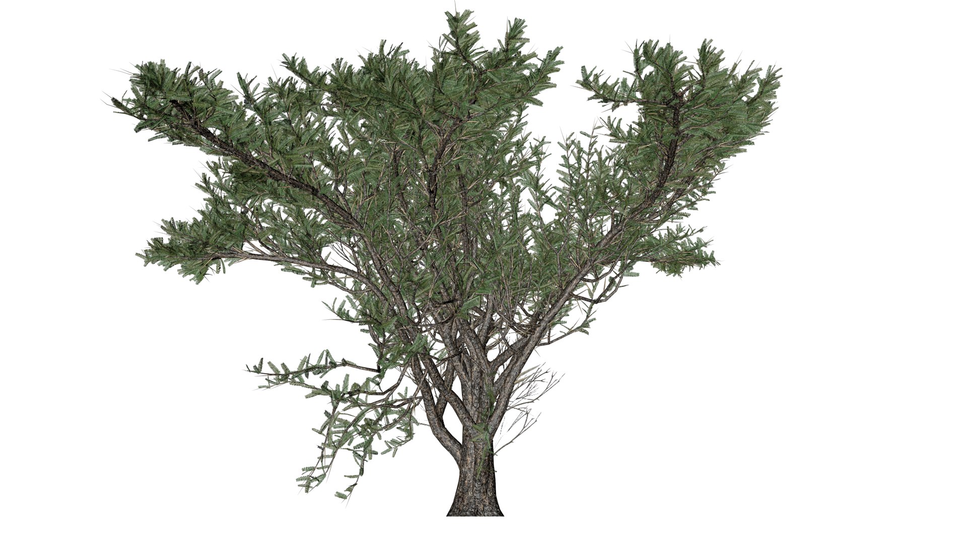 Umbrella Thorn Tree - 05 - model https://p.turbosquid.com/ts-thumb/aK/ZVmdFo/Lt/um_51/png/1742308429/1920x1080/fit_q87/743947fc65564372cf5d3384f693e28c9554824b/um_51.jpg