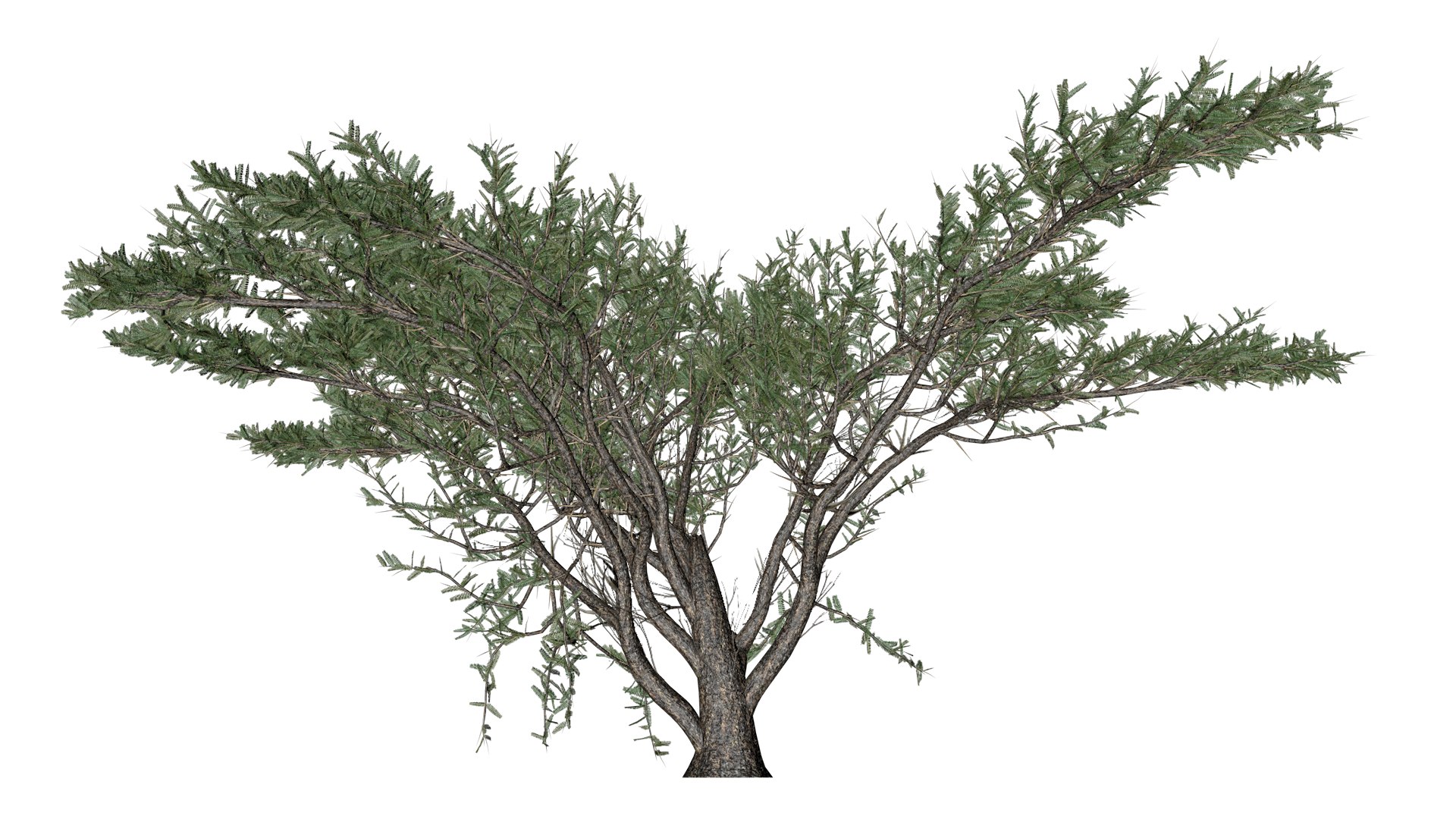Umbrella Thorn Tree - 05 - model https://p.turbosquid.com/ts-thumb/aK/ZVmdFo/hB/um_52/png/1742308429/1920x1080/fit_q87/dcd1dbb601b7ec5ef4a961b83e4e0f01d01fef00/um_52.jpg