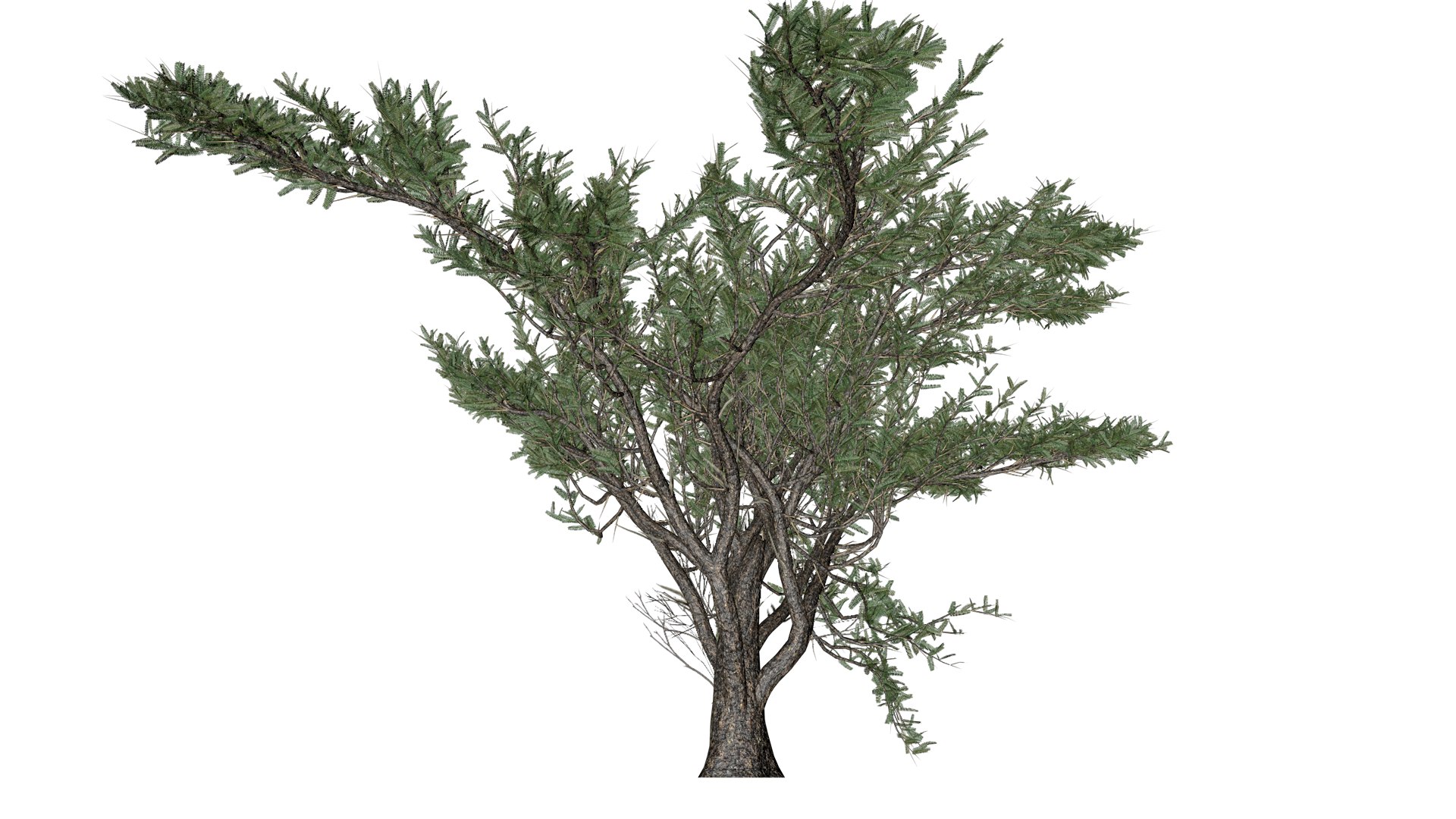 Umbrella Thorn Tree - 05 - model https://p.turbosquid.com/ts-thumb/aK/ZVmdFo/k1/um_53/png/1742308429/1920x1080/fit_q87/d3bfab639e5c1cdd534f715de1418bf8a4a32b81/um_53.jpg
