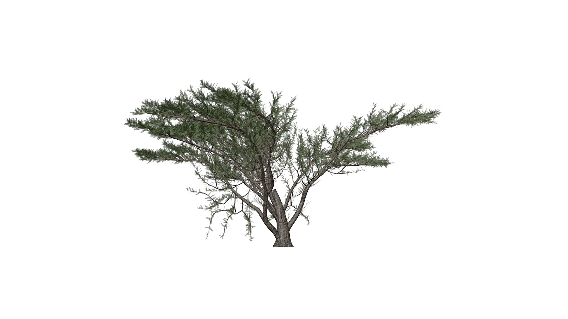 Umbrella Thorn Tree - 05 - model https://p.turbosquid.com/ts-thumb/aK/ZVmdFo/xu/umbrellathorn_05_030/png/1742308430/1920x1080/fit_q87/43fd87d0fde5048900d1a60dfcc0521b8702e8f0/umbrellathorn_05_030.jpg