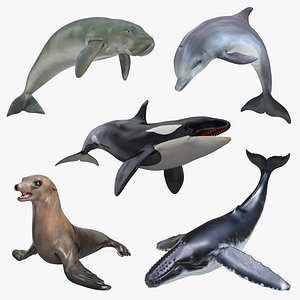 marine mammals 4 3D