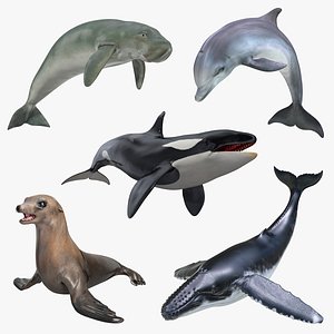 Marine Mammals Collection 4