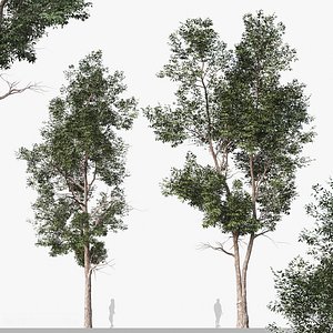 Set of Eucalyptus Robusta Trees Swamp mahogany - 2 Trees 3D model