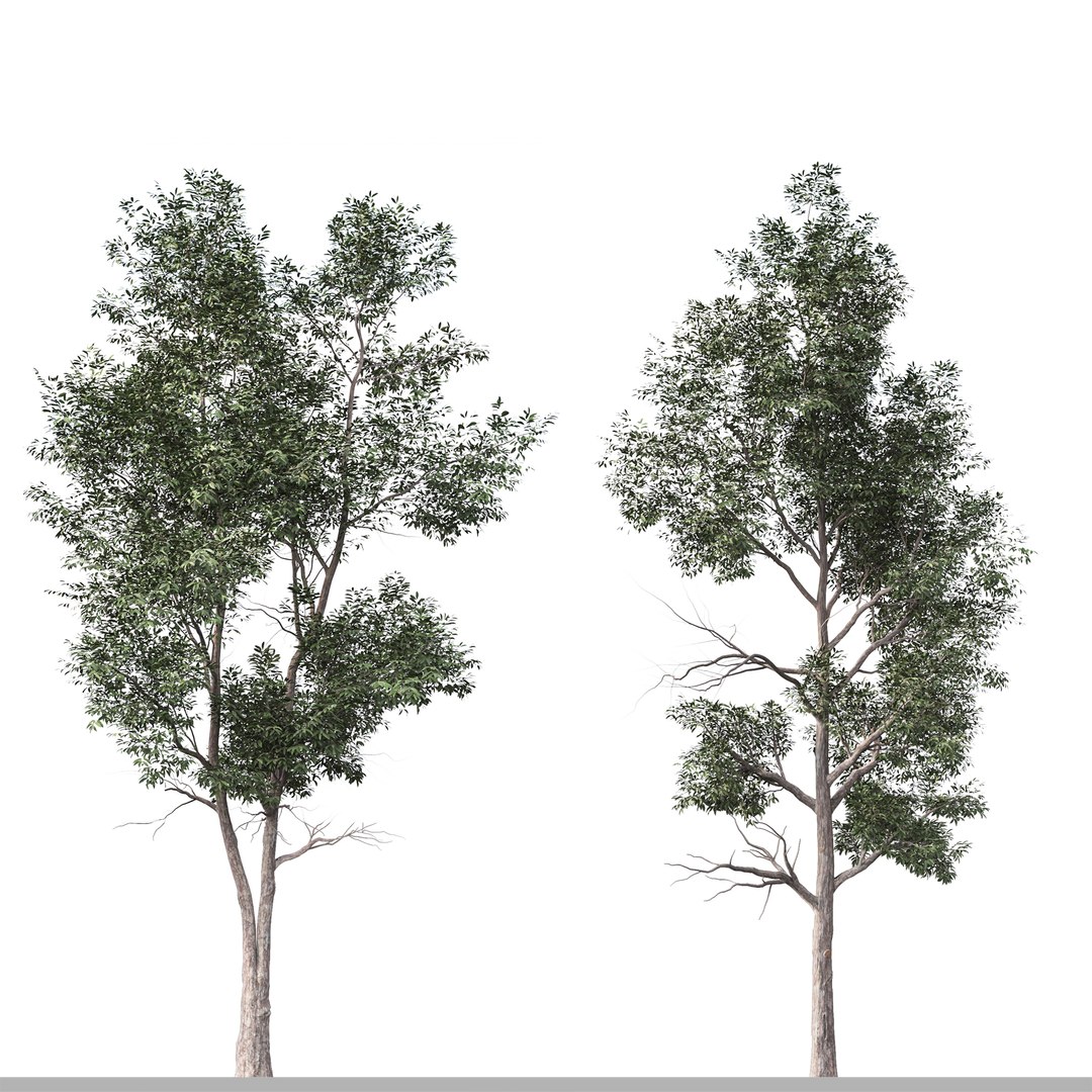 Set Of Eucalyptus Robusta Trees Swamp Mahogany - 2 Trees 3D Model ...