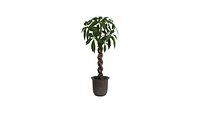 Foliage Plant