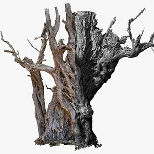 3D Ancient Cracked Olive Tree RAW 3D Scan 1x16k Texture model