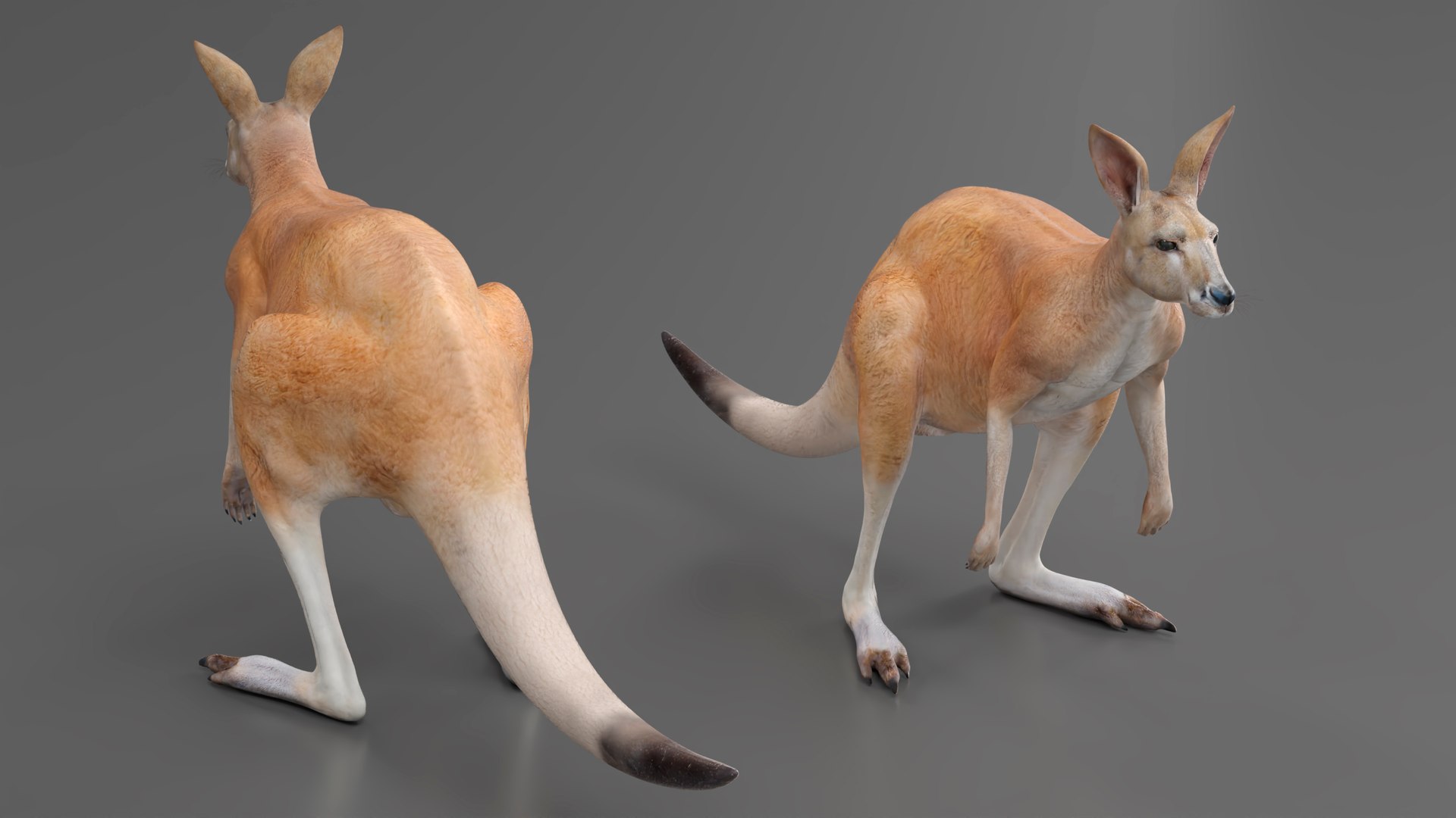 3D Kangaroo - TurboSquid 2228861