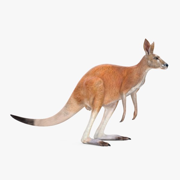 3D Kangaroo