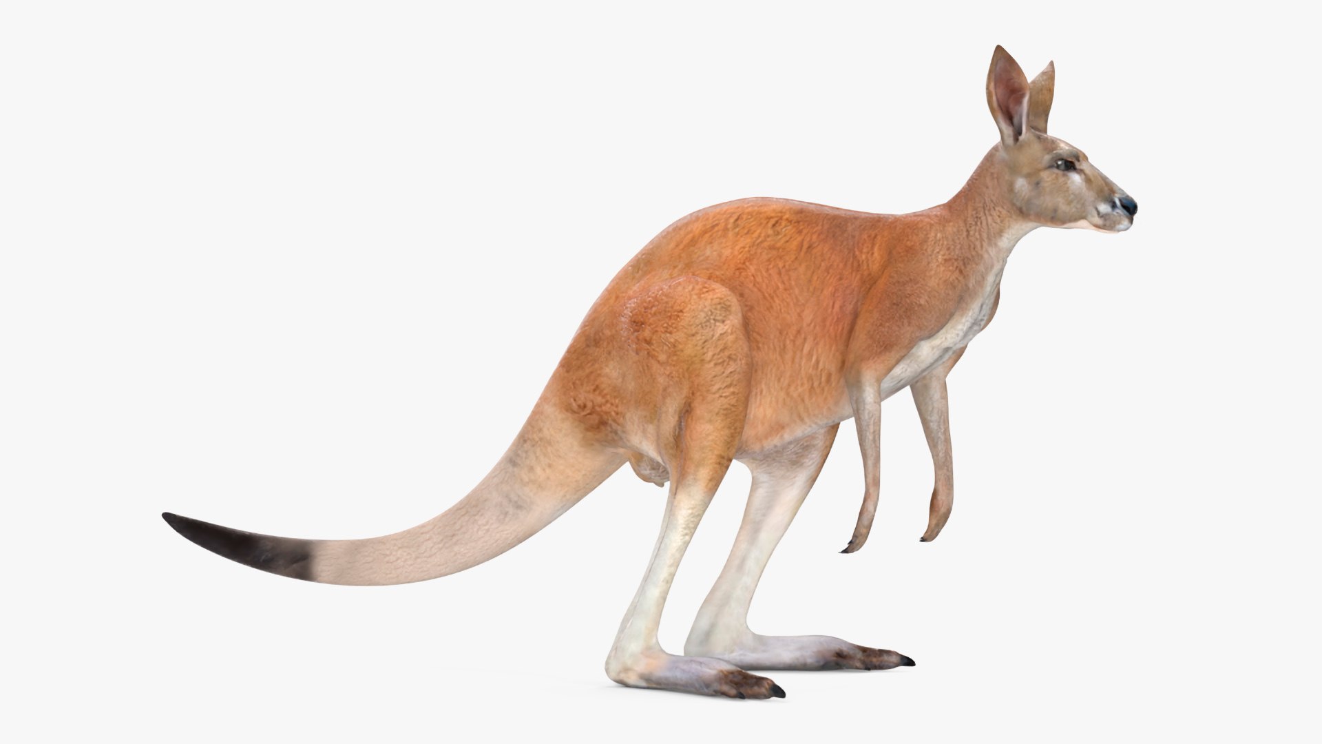 Kangaroo 3D model preview