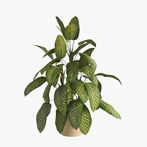 3D Dieffenbachia