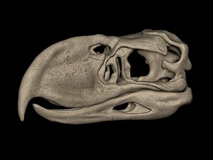 3D Phorusrhacos Skull 3D print model model