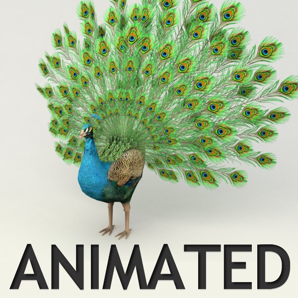 rigged peacock animation 3d max