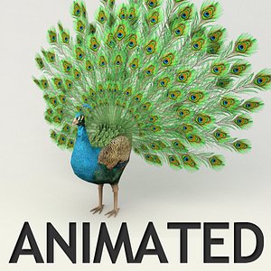 Peacock animated