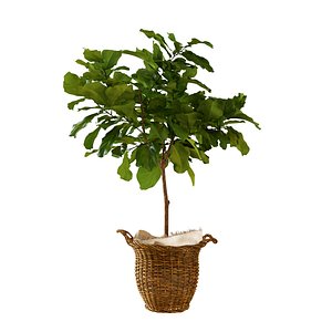 3D ficus lyrata basket