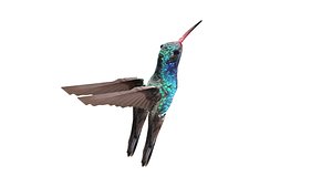 Colibri model