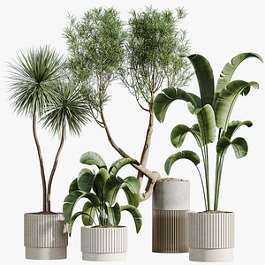AV Indoor Plants Set 284 Banana Nicolai Yucca Palm Ficus Marginata 3D model