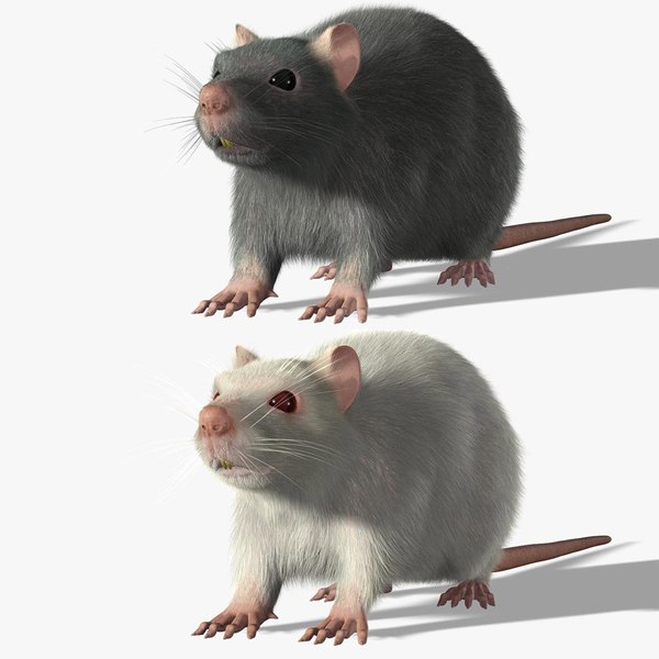 3d rats fur model
