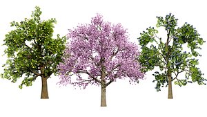 3D model Realistic Plum Trees