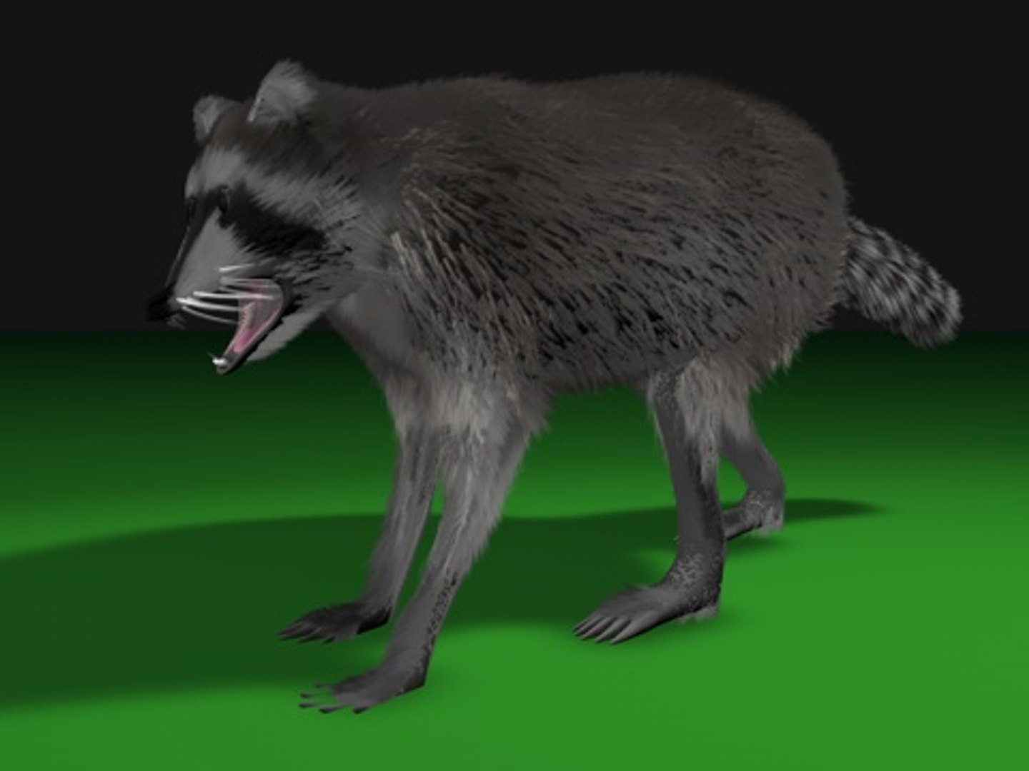 3d Raccoon Animation