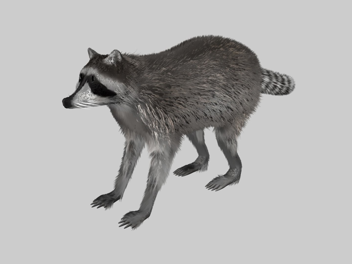 3d Raccoon Animation