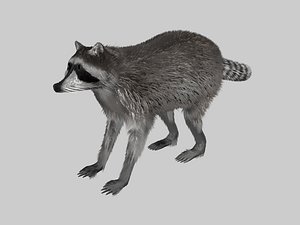 3d raccoon animation